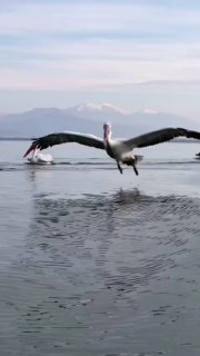 Kurze Vids Tiervideos wünscht auch noch einen Abend und eine Gute Nacht...