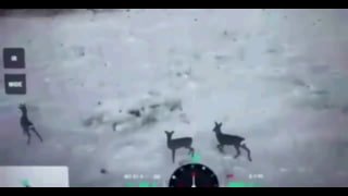 In what is perhaps the cutest drone footage from the war, a Russian drone oper…