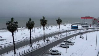 Sochi right now – palm trees and snow @DDGeopolitics | Socials | Donate | Adver…