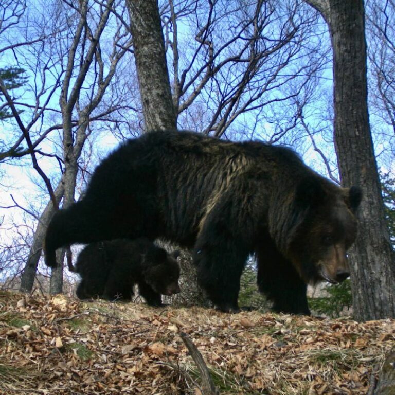 Mama bear and her little cub in a national park in the Far East @DDGeopolitics …