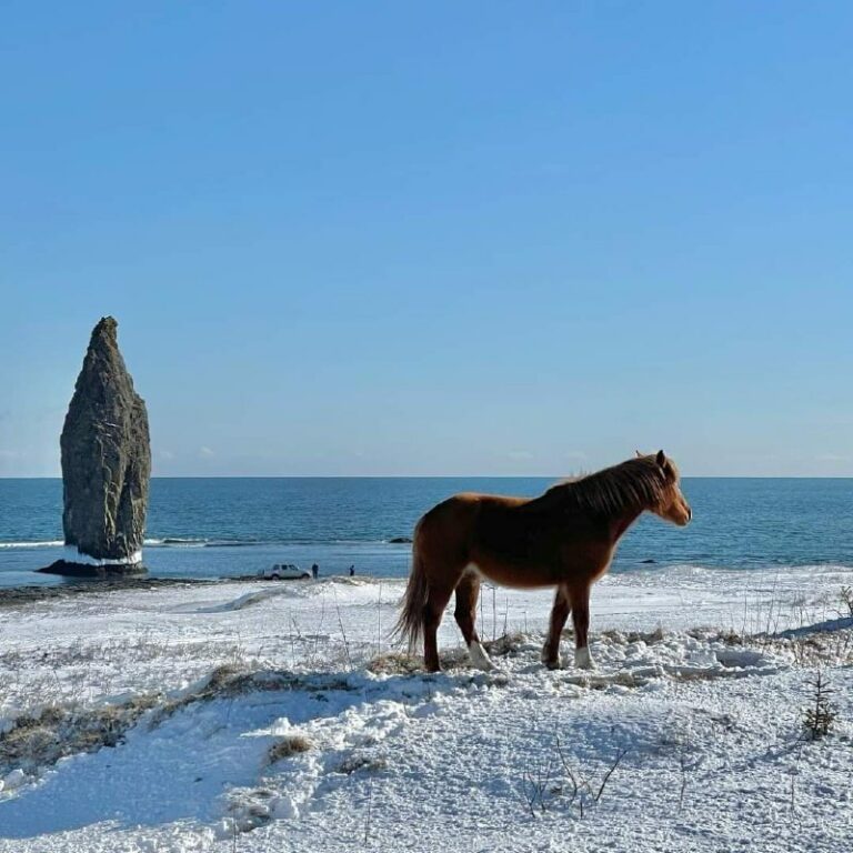 Kunashir island, Sakhalin Few people know that an independent population of dom…