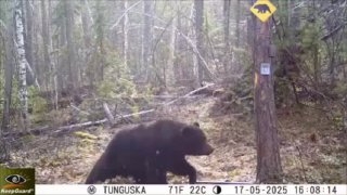 While we wait for more booms, here’s a “dancing” bear at the Tunguska Nature R…