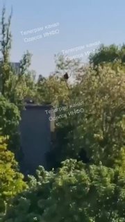 A man tried to escape from the TCC by climbing a tree but even that didn’t save…