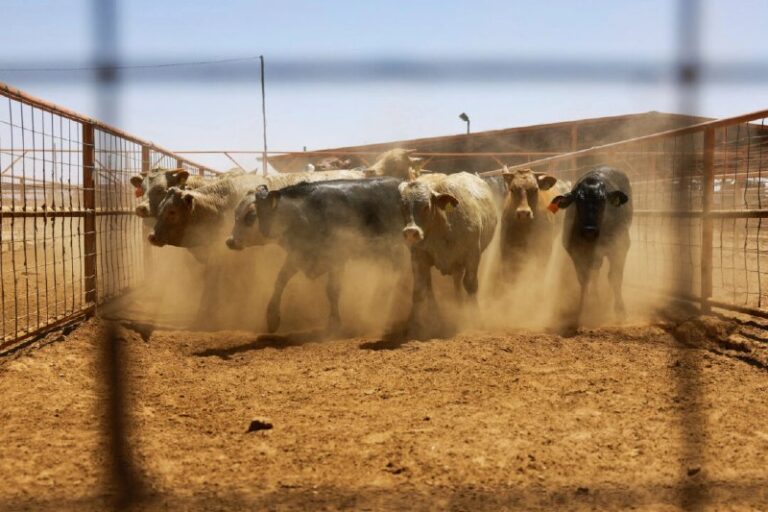 US Halts Cattle, Horse, and Bison Imports From Mexico Over Screwworm Spread  Me…