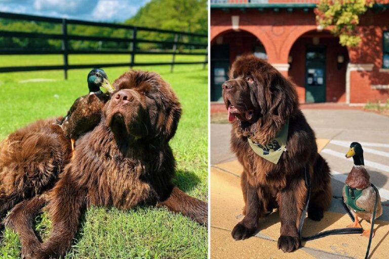 Little Duck Befriends Big Newfoundland Puppy After Losing Bird Family—Their Ant…