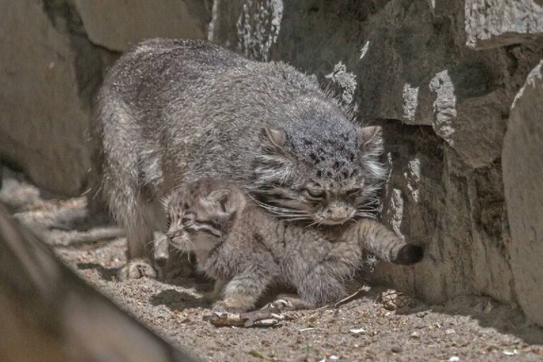 More baby manuls because it’s been one hell of a week @DDGeopolitics | Socials …