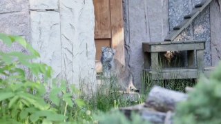 While some are still looking for excuses, manul Timofey got fit for the summer …