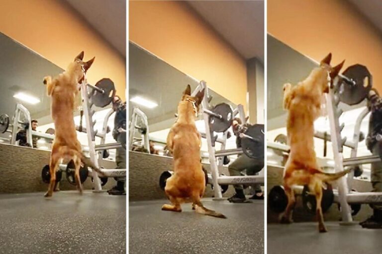 VIDEO: Man Brings Service Dog With Him to Gym—But Watch What Happens When He Do…