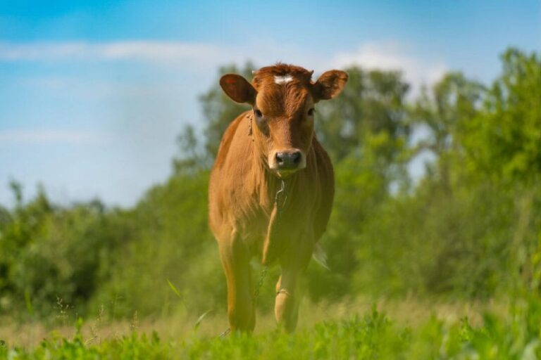 What You Need to Know About Keeping a Family Milk CowFull story https://theepoc…