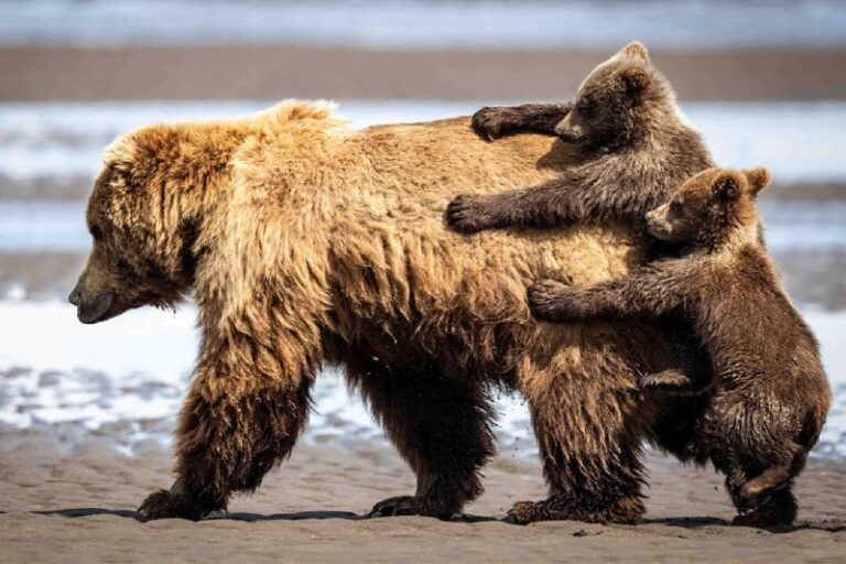 The Funniest Photos So Far in the 2024 Nikon Comedy Wildlife Awards—Each Entry …
