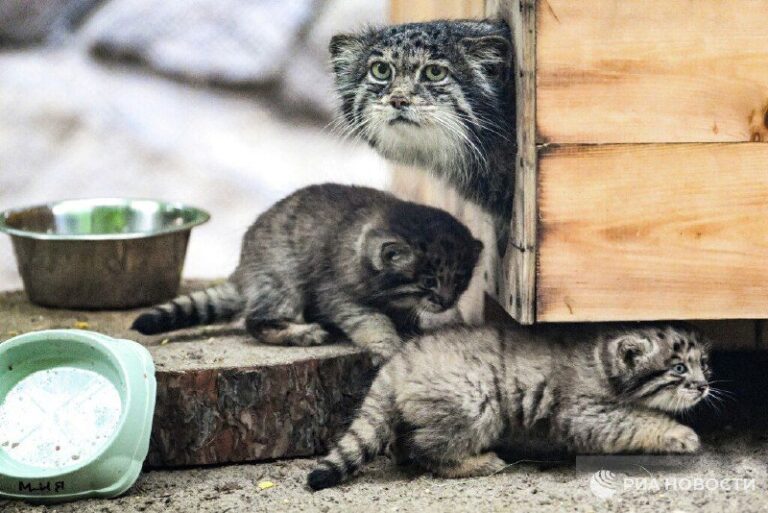 Here, have some manul kittens from the Novosibirsk zoo as a palate cleanser @DD…