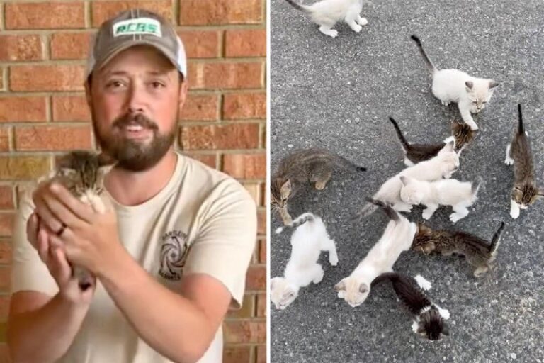 Man Stops to Rescue Stray Kitten but Is Ambushed by a Mob of 12—Gives All of Th…
