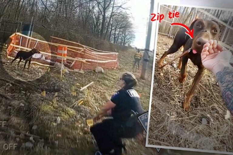 VIDEO: Stray Doberman Seen Muzzled With Zip Tie, Loose in Neighborhood—Then Off…