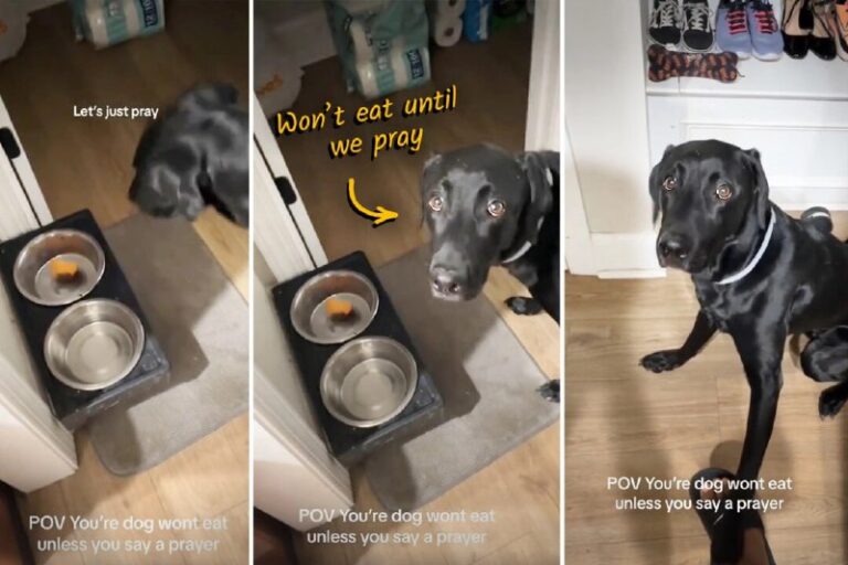 VIDEO: Adorable Lab Won’t Eat His Food Unless Owner Says Prayer—But Watch When …