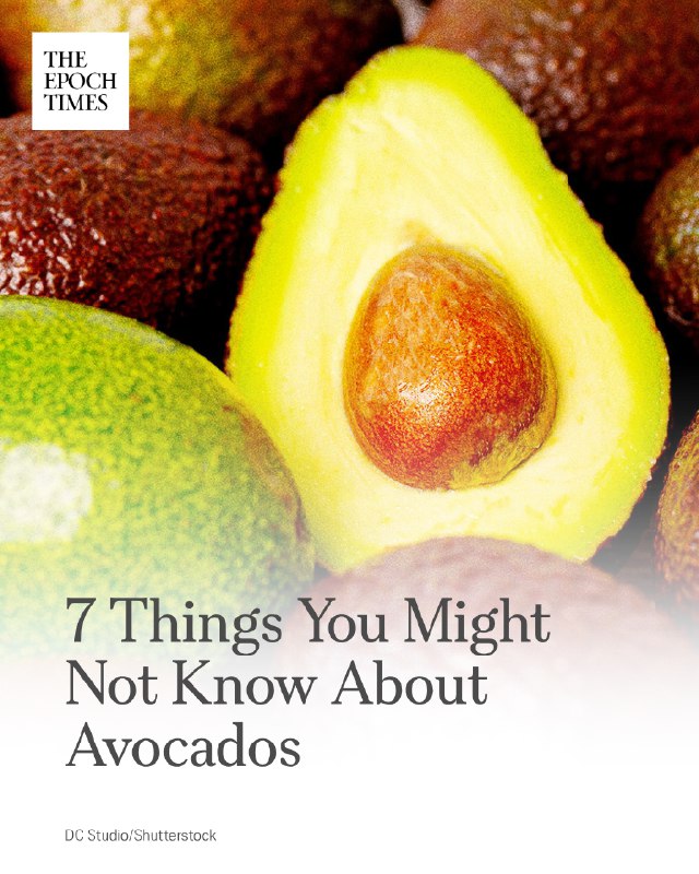 Beyond making a tasty guacamole, avocados are a fascinating fruit with a rich hi…