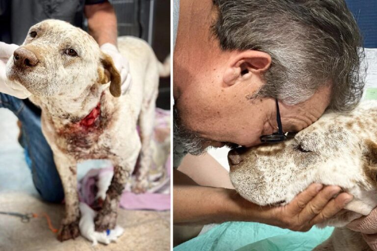 Loyal Pit Bull Gets Knifed Protecting Owner From Home Invader, Nearly Dies—Now …