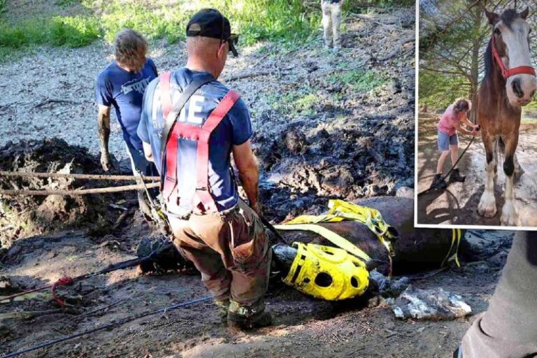VIDEO: Clydesdale Owner Sees 2,300-Pound Draught Horse Trapped in Deep Mud—Then …