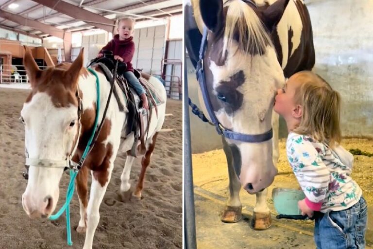 ‘Horses Can Feel Her’: Meet the 2-Year-Old ‘Horse Whisperer’ Who Can Ride Full G…
