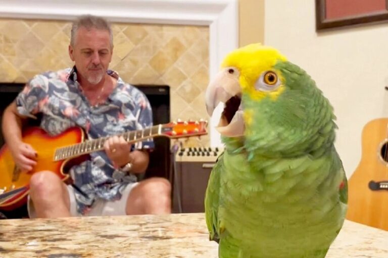 ‘Bandmate in Real-Life’: Man Teams Up With Parrot Who Has an Incredible Voice—t…