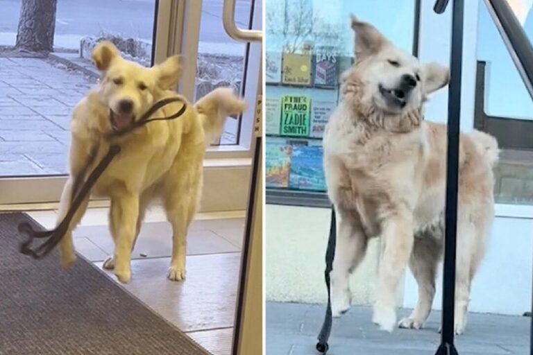 Hilarious Video Captures Golden Retriever Throwing Temper Tantrums When He Does…