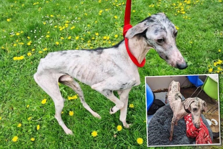 Abandoned Dog Who Was a ‘Walking Skeleton’ Is Rescued From the Brink of Death, …